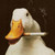 :iconsnodics: