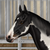 :iconsnoopie263: