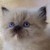 :iconsnoopyfan123: