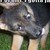 :iconsnoopypawz: