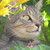 :iconsnork-01: