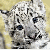 :iconsnow--leopard: