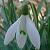 :iconsnow-flower: