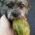 :iconsnow-gypsy: