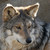 :iconsnow-hunter: