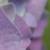 :iconsnow-in-june: