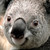 :iconsnowballlover: