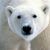 :iconsnowbear87: