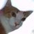 :iconsnowcoveredcemetery: