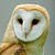 :iconsnowflakeowl: