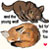 :iconsnowfox1234: