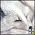 :iconSnowfurthefox: