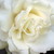 :iconsnowheart345: