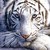 :iconsnowitiger: