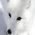 :iconsnowkatt:
