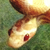 :iconsnowlash:
