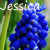 :iconsnowleopard-angel: