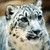 :iconsnowleopard621: