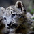 :iconsnowleopardtrust: