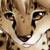 :iconsnowme88: