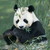 :iconsnowpandas95: