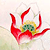 :iconsnowpatrol89: