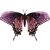 :iconsnowtulips: