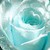 :iconsnowwhite-rose: