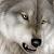 :iconsnowwlupus: