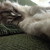 :iconsnowwy-wolf:
