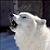 :iconsnowy-wolf: