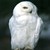 :iconsnowyblueowl: