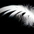 :iconsnowyfeathers: