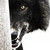:iconsnowyluxray: