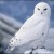 :iconsnowyowlman: