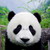 :iconsnowyshimmer: