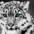 :iconsnr1525: