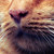 :iconsnuast: