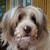 :iconsnuddelhund: