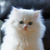 :iconso-cute-but-so-evil:
