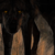 :iconsoar-of-the-hawk: