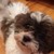 :iconsoarindash12: