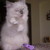 :iconsoaringstar1: