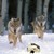 :iconsoccerwolf8: