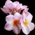 :iconsocial-distortion: