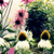 :iconsocialscenetoxicity: