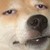 :iconsockoz: