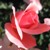 :iconsoda852: