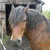 :iconsoffan-putte:
