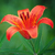 :iconsofia-diana: